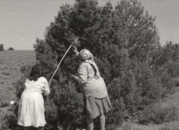 Mabel Wright and Katie Frazier gathering pine nuts near Virginia City