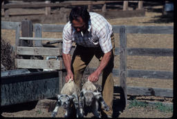 Sheepherder holding two lambs in a fenced pen