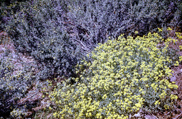 Sulphur-flowered Eriogonum (Eriogonum umbellatum - Polygonaceae)