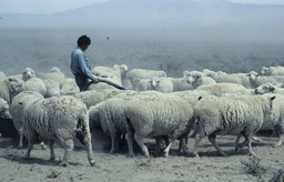 Basque sheepherders delivering water to the flock