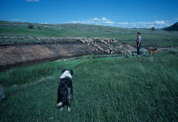 Rancher and Sheep