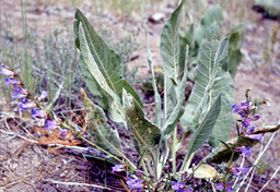 Royal Penstemon (Penstemon speciosus - Scrophulariaceae)