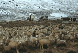 Flock of sheep at winter camp of herder