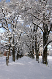Winter on campus, Quad, 2005