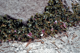 Gray rockfringe (Epilobium obcordatum - Onagraceae)