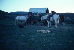 Horses standing around camp wagon