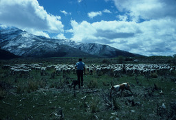 Sheepherder and sheep on a field