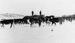 Cowboys feeding livestock
