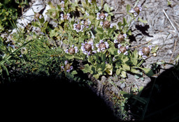Heal-all or self-heal (Prunella vulgaris - Lamiaceae)