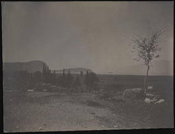 Trees and foliage in desert scene