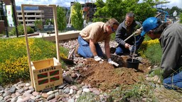 Hole dug for Tree of Gernika planting