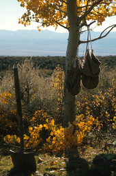 Feed bags hanging from aspen tree