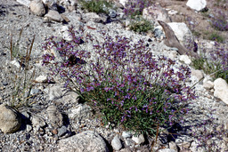 Slender Penstemon (Penstemon gracilentus - Scrophulariaceae)