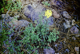 Sanddune Wallflower (Erysimum capitatum - brassicaceae)