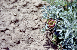 Brown's peony (Paeonia brownii - Ranunculaceae)