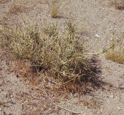 Nevada Ephedra (Ephedra nevadensis - Ephedraceae)