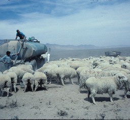 Basque sheepherders delivering water to flock