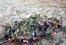 Pallid milkweed (Asclepias cryptoceras - Asclepiadaceae)