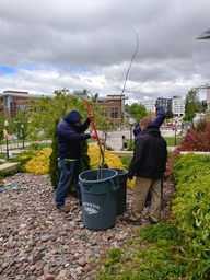 Tree of Gernika in bucket before planting