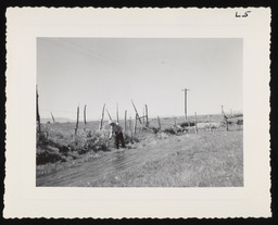 Worker looking at wire fence, copy 2