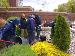 Tree of Gernika on ground before planting