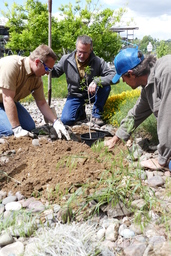 Tree of Gernika planting process