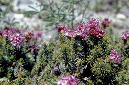Purple mountainheath (Phyllodoce breweri - Ericaceae)