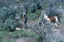Sheepherder, lamb and horse at stream