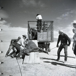 Men putting wild horse in trailer