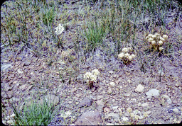 Sierra onion (Allium sp. - Liliaceae)