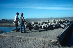 Sheepherders trailing flock over bridge