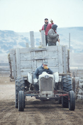 Tractor pulling sheepherders on feed wagon