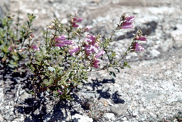 Mountain Pride (Penstemon Newberryi - Scrophulariaceae)