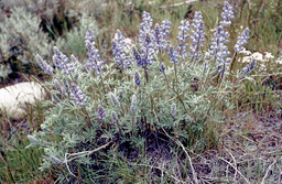 Type of Lupine (Lupinus sp. - Fabaceae)