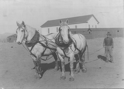 Agricultural Experiment Station livestock horses, Valley Road Field Laboratory, ca. 1925