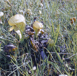 California pitcherplant (Darlingtonia californica - Sarraceniaceae)