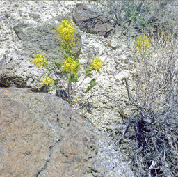 Hillman's Cleomella (Cleomella hillmanii - Capparidaceae)