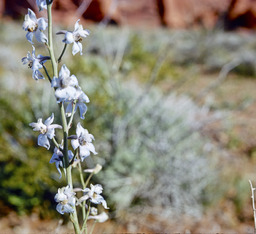 Delphinium perishii - Ranunculaceae