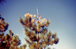 Jeffrey pine (Pinus jeffreyi - Pinaceae)