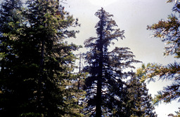 Sugar pine (Pinus lambertiana - Pinaceae)