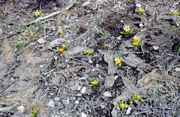 Sagebrush Buttercup (Ranunculus glaberrimus - Ranunculaceae)