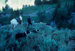 Rancher and Sheep on a Mountainside