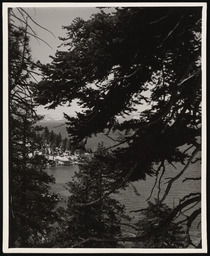 Lake Tahoe seen through trees