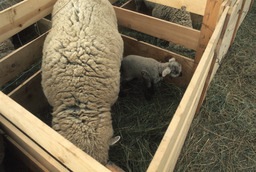 Ewe and lamb in lambing pen