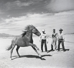 Men subduing horse