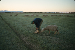 Sheepherder with lamb and ewe