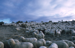 Herder with sheep on the range