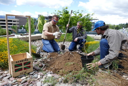 Holding Tree of Gernika before planting