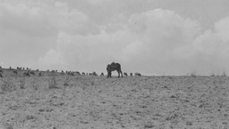Sheep on range, burro with loaded packs in foreground
