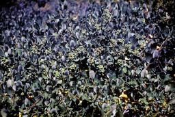 Sticky laurel or Mountain lilac or Tobacco brush (Ceanothus velutinus - Rhamnaceae)